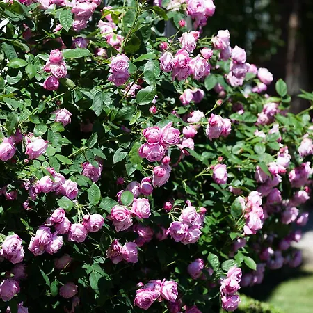 فندق Goldsborough Hall ناريسبورو