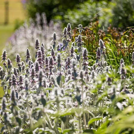 Goldsborough Hall فندق ناريسبورو